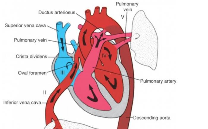 Normal Fetal Circulation and the Role of the Ductus Arteriosus