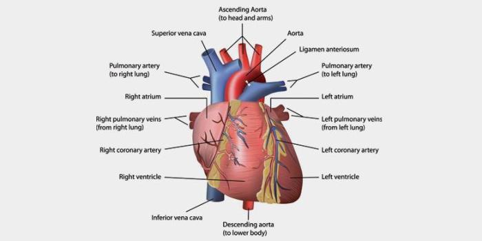 How the Heart Functions and Where VSD Fits In