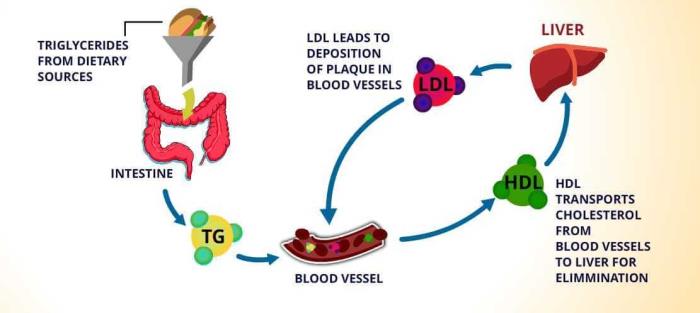 Types of Cholesterol