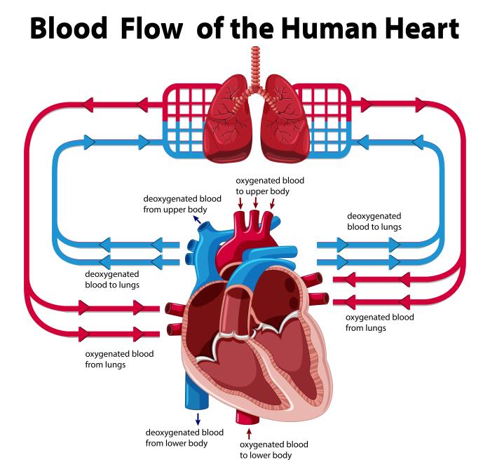 How Tetralogy of Fallot Disrupts Normal Blood Flow in the Heart