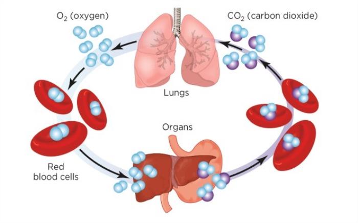 The Impact of Reduced Oxygen Supply on Organ Function and Growth