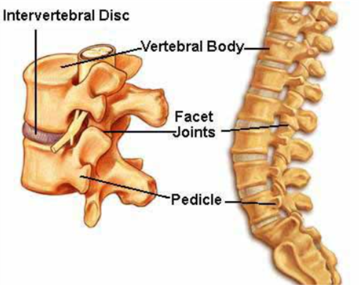 Understanding the Spinal Column: Vertebrae and Discs Explained