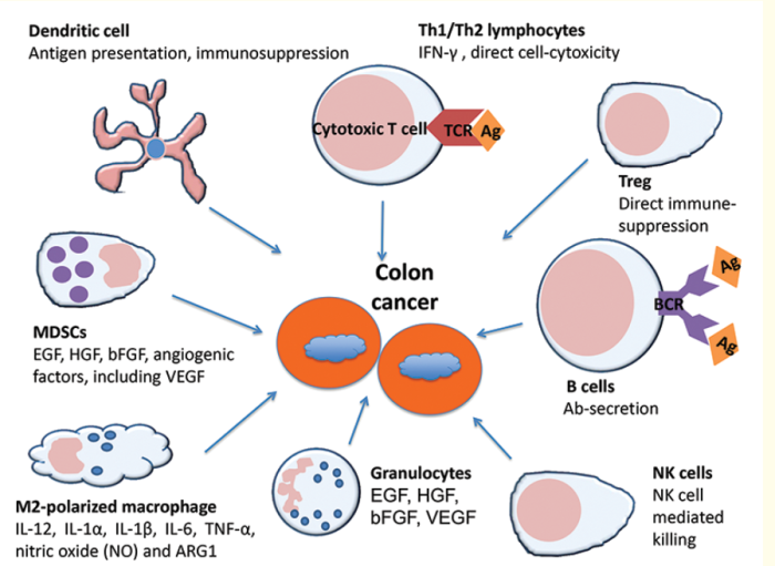 Immunotherapy for colon cancer in india