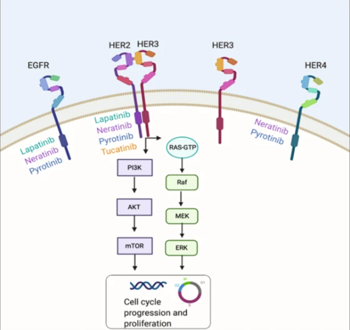 Latest Advancements in Breast Cancer Treatment