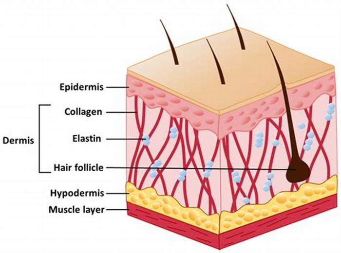 Role of Stem Cells in Skin Regeneration