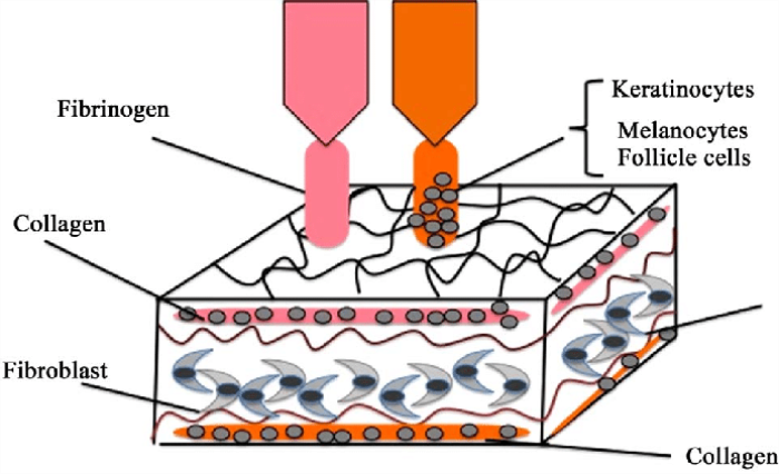 Bioprinting for Burn Wound Reconstruction