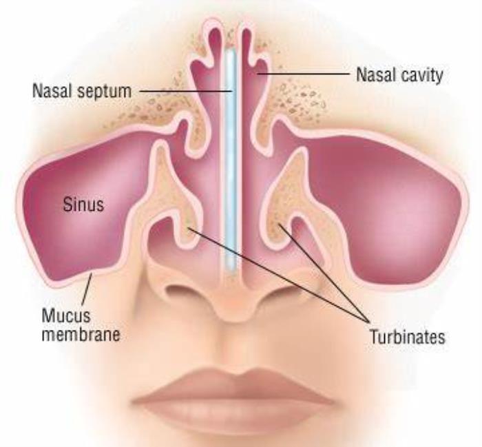 The Anatomy of the Nasal Passages and Breathing