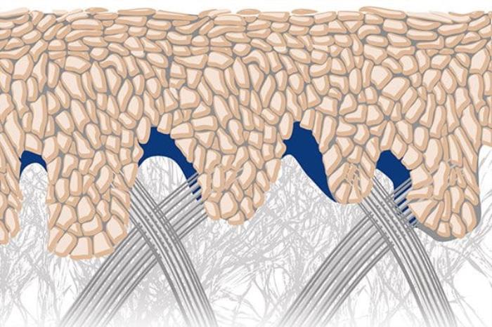 Role of Skin Type and Elasticity in Results Longevity