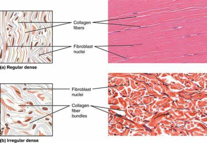 Role of Connective Tissue and Skin Elasticity in Buttock Appearance