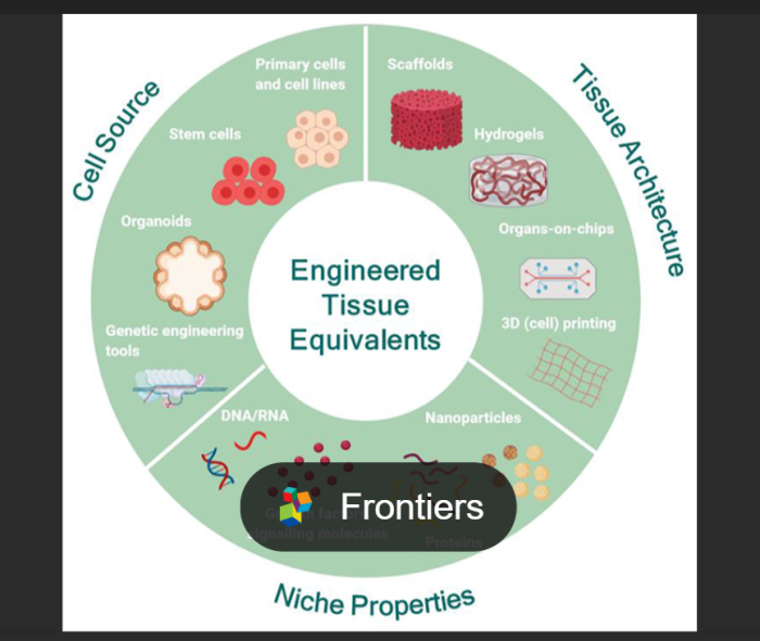 Tissue Engineering