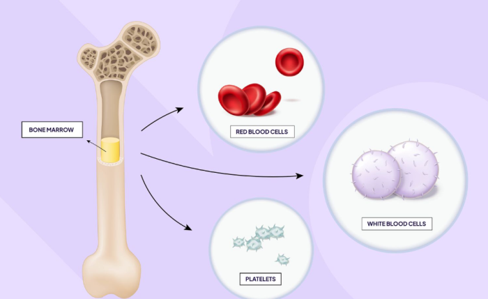 How Genetics Influences Bone Marrow Function