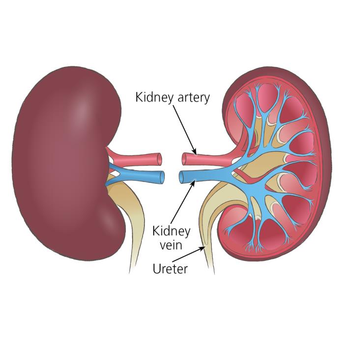 Post-Transplant Care and Recovery