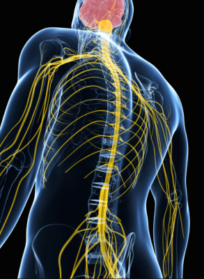 How Spine Anatomy Influences Surgical Approaches