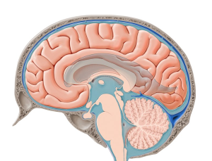 Understanding the Role of Cerebrospinal Fluid in Chiari Malformation