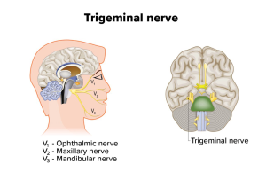 Exploring the Anatomy and Function of the Trigeminal Nerve