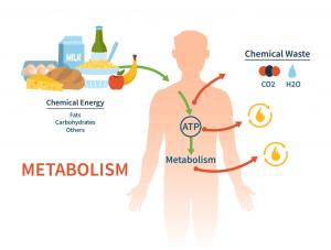 How the Intragastric Balloon Improves Metabolic Health