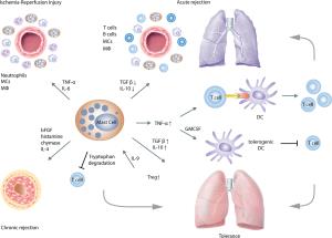 Exploring the Role of Stem Cells in Lung Transplantation