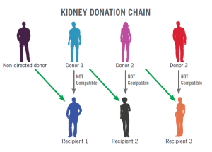 Steps to Find a Compatible Kidney Donor in India