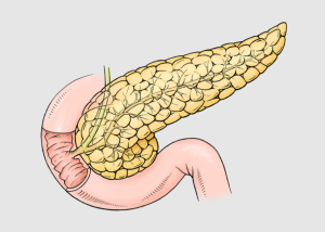 Understanding the Vital Functions of the Pancreas in Human Health