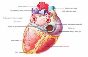 Understanding the Impact of Tetralogy of Fallot on the Right Ventricle