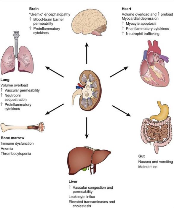 Causes and Risks of Renal Complications in TAVR