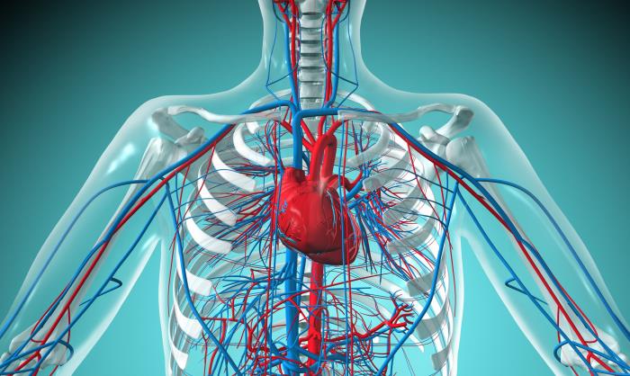 High Blood Pressure Affects the Cardiovascular System