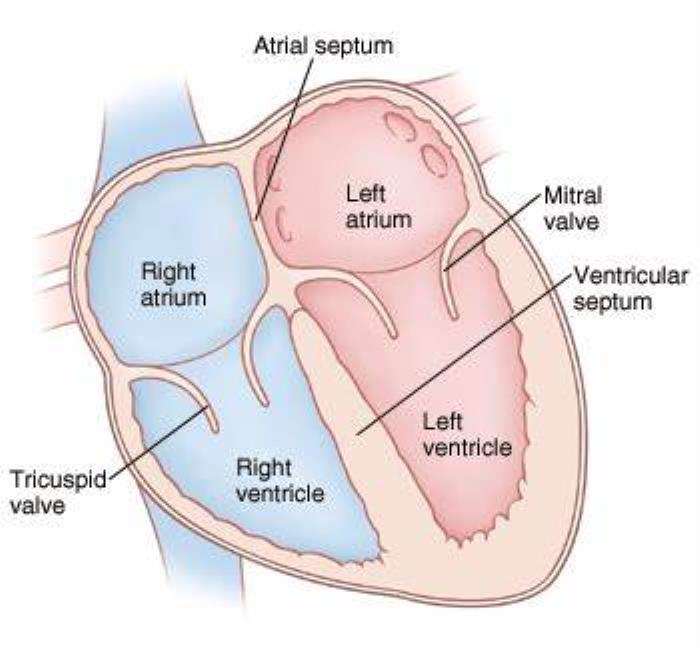 The Role of the Heart's Septum and Its Importance in Blood Flow