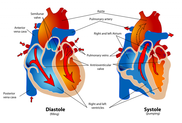 Assessing Heart Function and Blood Flow Post-Surgery