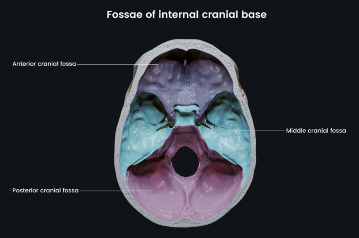 Understanding the Skull Base: Anatomy and Significance