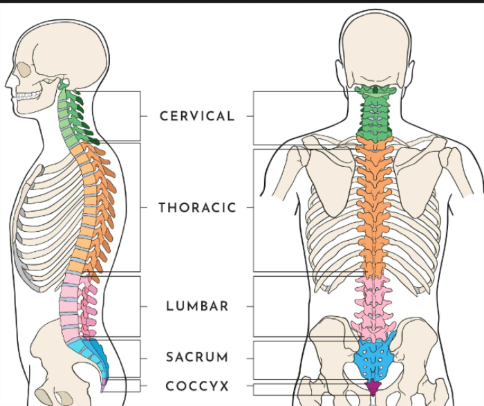  Anatomy of the Spine: Why Fusion May Be Necessary