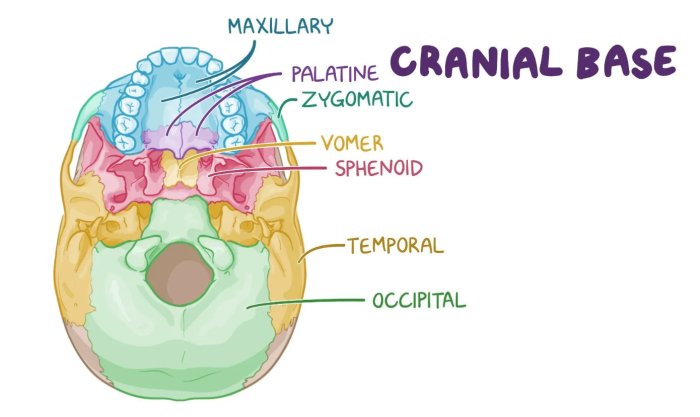 Understanding the Anatomy of the Skull Base