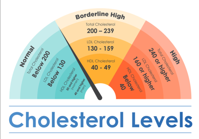 High Cholesterol Levels: The Impact on Blood Vessel Health