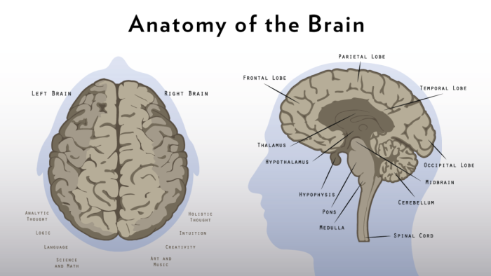 The Anatomy of the Skull Base and Its Surgical Significance