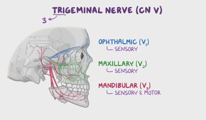 How is the trigeminal nerve structured anatomically?