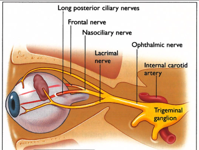 How does the trigeminal nerve affect eye function and protection?