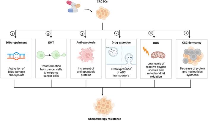 Advancements in Immunotherapy for Colon Cancer Patients