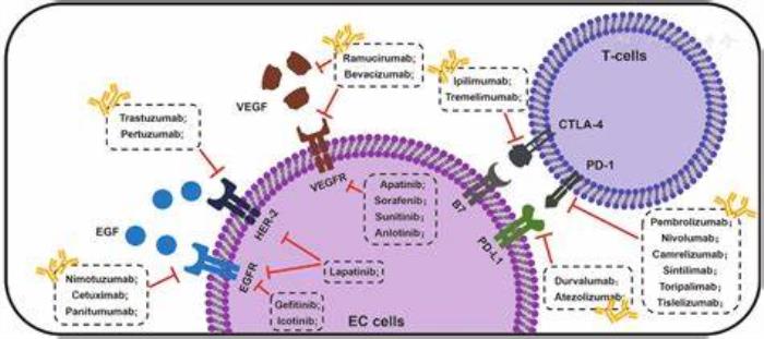 Advancements in Targeted Therapy for Esophageal Cancer