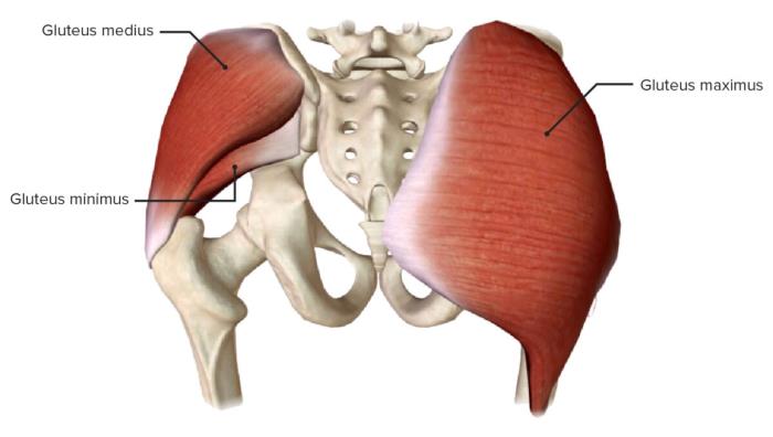 The Gluteal Muscles