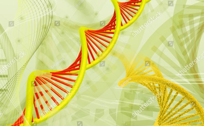 Common Genetic Traits Associated with Buttock Shape