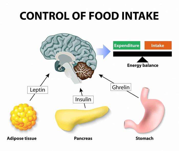 The Role of Ghrelin in Appetite and Hunger