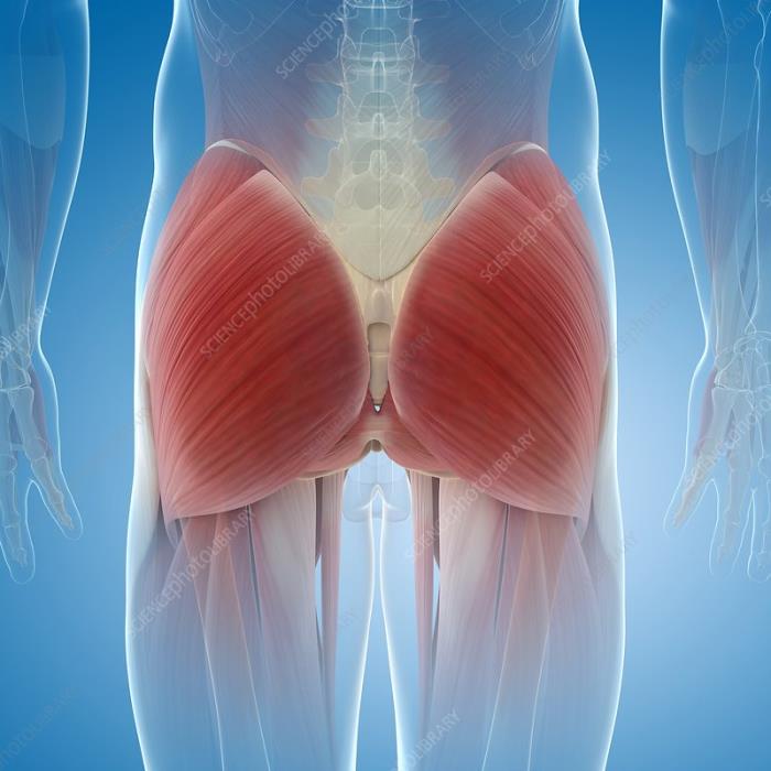 Role of Fascia in Supporting Buttock Contours