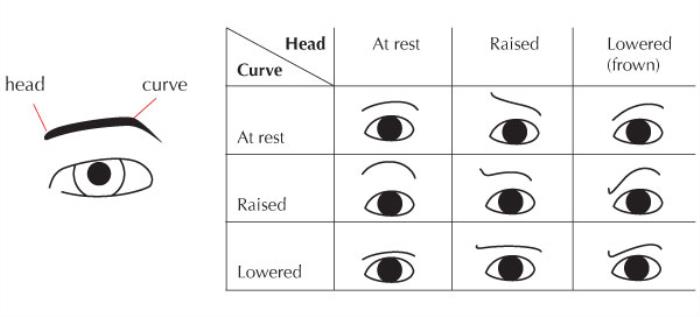 How Eyelids Influence Facial Expressions