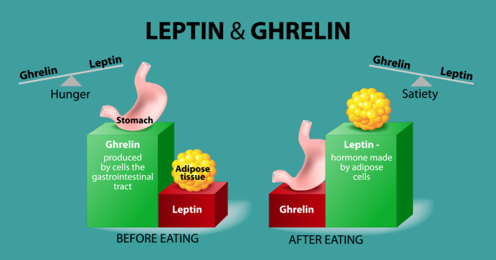 Leptin The Hormone That Regulates Satiety