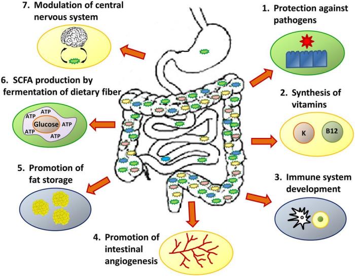  what is a gut microbiome