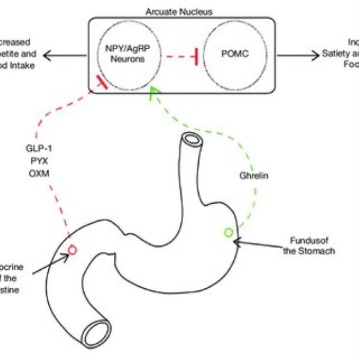 ESG and Changes in Gut Hormones