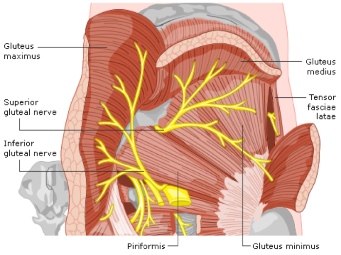 Nerve Supply to the Buttocks