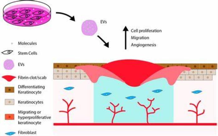 Mechanisms of Stem Cell Action in Skin Repair