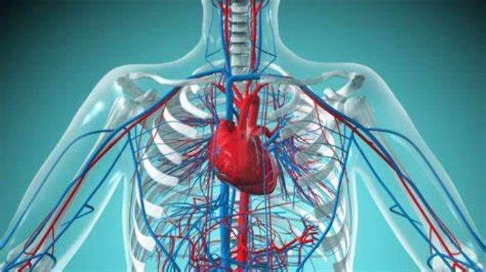 Cardiovascular Health