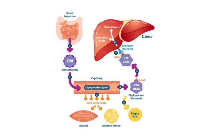 Hormonal Changes and Their Influence on Fat Storage