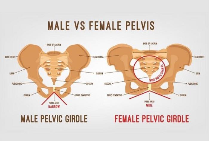 Differences in Male and Female Buttock Anatomy